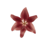 Logo floral de Velvia